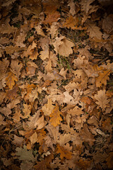 Yellow leaves in the park lie on the ground