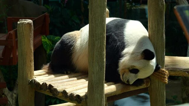 Panda, ailuropoda melanoleuca, resting lazily on a wooden platform, sleeping peacefully in the afternoon on an idyllic day, breathing heavily and snoring.