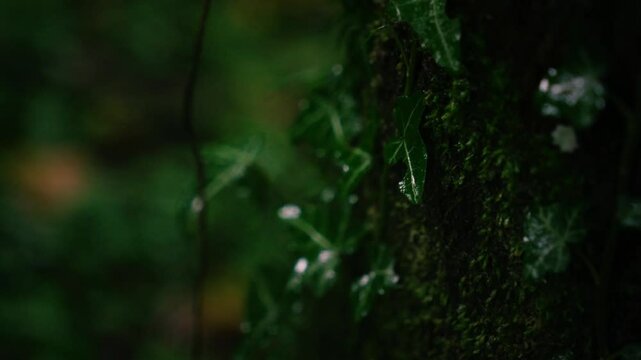 Ivy leaves growing on tree and hit by raindrops in dark moody forest setting, cinematic upwards camera movements