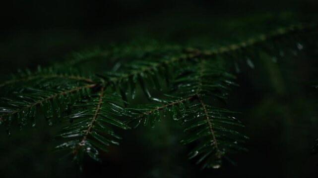 Closeup of dark green fir branch with slight rain in a dark moody forest in Middle Europe