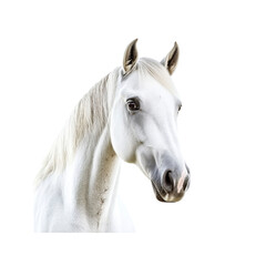 White Horse Portrait with a Gentle Expression