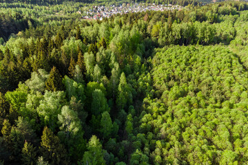 Aerial view of a low young forest on an old clearing © PhotoChur