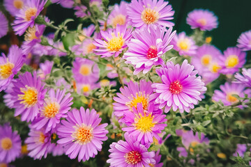 Group of purple aster flowers in October. Beautiful natural background.