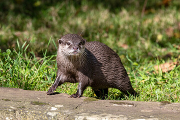Oriental small-clawed otter, Aonyx cinereus, against green grass background. A semi-aquatic mammal, indigenous to South and Southeast Asia, and the smallest otter in the world.