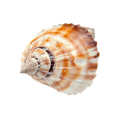 Fototapeta premium Close-up of a Single Spiral Seashell on a White Background