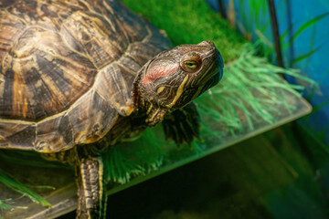 Close-Up of Red-Eared Slider Turtle on Grass with Blue Background