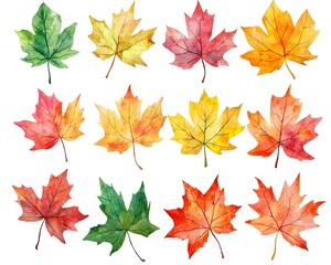Obraz premium Vibrant Watercolor Maple Leaves in Autumnal Hues on White Background Seasonal Nature