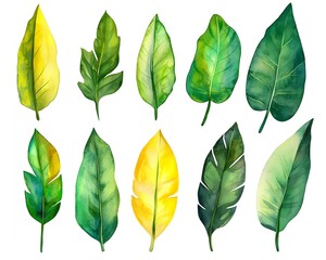 Fototapeta premium Luxurious Tropical Watercolor Leaf Set on White Background with Gradient Shades