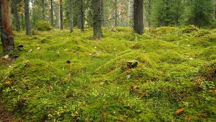 moss covering the forest floor in Sweden