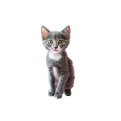 Adorable Gray Kitten Looking Up