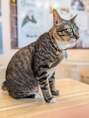 A pretty tabby cat with no tail.