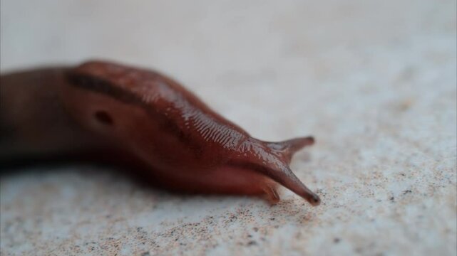 Close up of a slug moving on the ground
