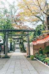  一言主神社（茨城県常総市）鳥居　菊まつり