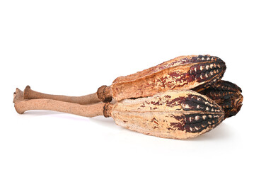 Mahogany pods , Dried mahogany fruit , Dried Natural Mahogany Pods isolated on white background