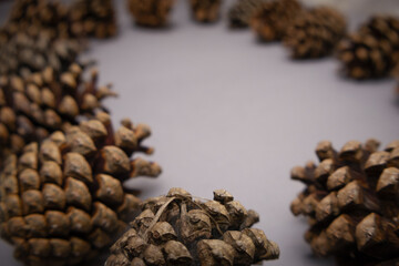 Winter pine cones background