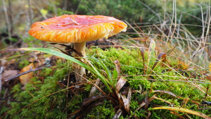 red mushroom in the forest