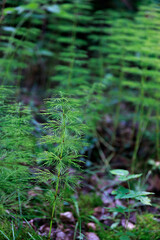 horsetail in the forest