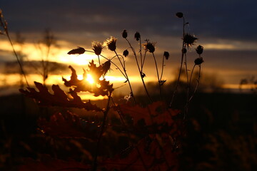 Field plants against the sunset, evening background