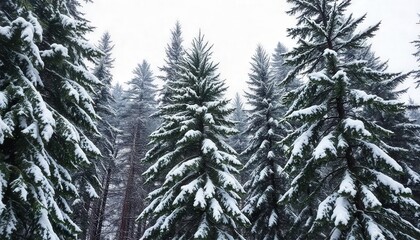 Tall Pines Blanketed in Fresh Snow Create a Serene Winter Landscape. Generative AI
