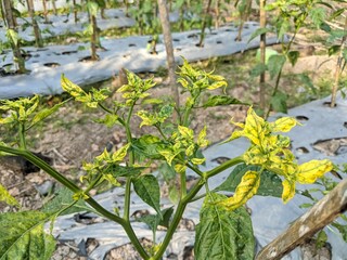 plants from chili leaves that are attacked by pests with a yellowish color