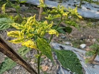 plants from chili leaves that are attacked by pests with a yellowish color