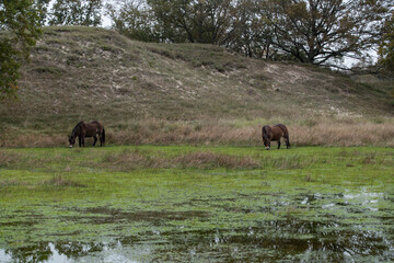 Wild Horses Grazing in a Serene Meadow Landscape