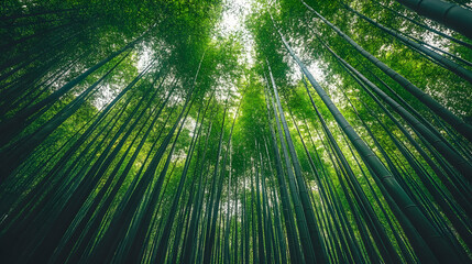 Looking Up Through a Dense Bamboo Forest, trees, green, nature, foliage, woodland