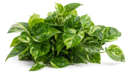 Isolated green plant against a white background ,White background with green ivy plant ,Green leaves on white background