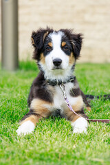 Australian shepherd, puppy