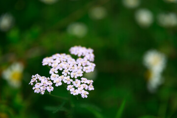 Yarrow's a flower.
