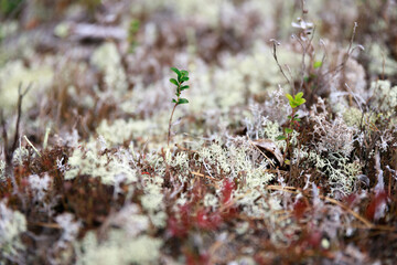 Yagel - lichens that the reindeer feeds on