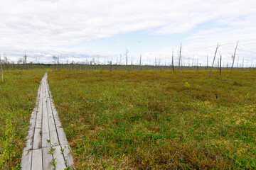 the path through the swamp