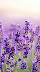 Naklejka premium Capture the intense clarity of lavender petals in a stunning macro shot with soft light effects