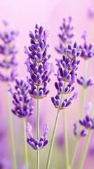 Obraz premium Explore the intense clarity of a lavender flower macro shot in soft light