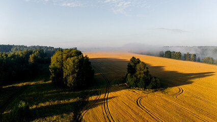 Fototapeta premium A wheat field at sunset