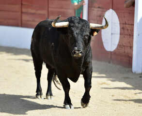 un toro negro corriendo en una plaza de toros en españa