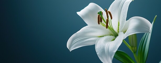 Fototapeta premium Capture the beauty of a lily a macro shot showcasing high clarity and vibrant detail