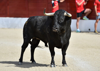 a brave bull with big horns in a traditional spectacle of bullfight in spain