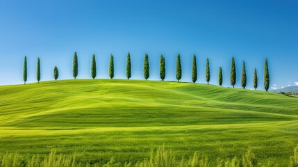 Fototapeta premium Cypress trees on Tuscan landscape against clear sky