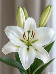 Fototapeta premium Capture the beauty of a lily detailed macro shot showcasing flower clarity and intense detail