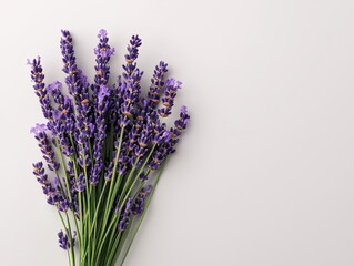 Fototapeta premium Explore the beauty of lavender a macro shot highlighting the clarity and intricacies of flower details
