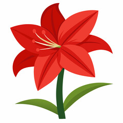 Amaryllis flower vector illustration on a white background