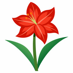 Amaryllis flower vector illustration on a white background
