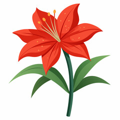 Amaryllis flower vector illustration on a white background