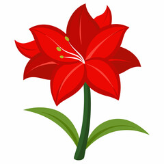 Amaryllis flower vector illustration on a white background