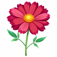 Coreopsis flower on a white background