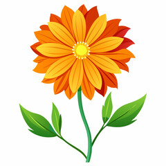 Coreopsis flower on a white background