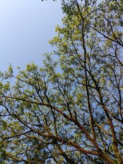 Obraz premium tree in the blue sky