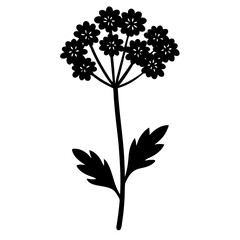 yarrow flower silhouette vector illustration