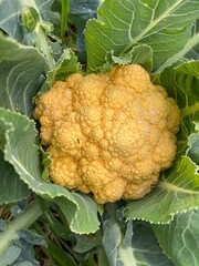 assortimento cavolfiori